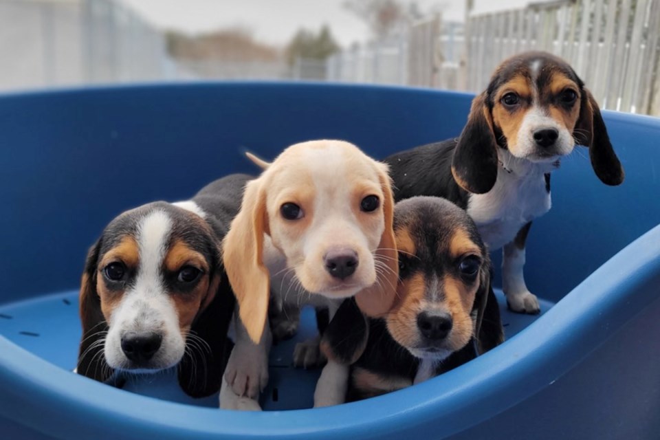 Some of the puppies rescued as part of an animal cruelty investigation completed by York Regional Police.