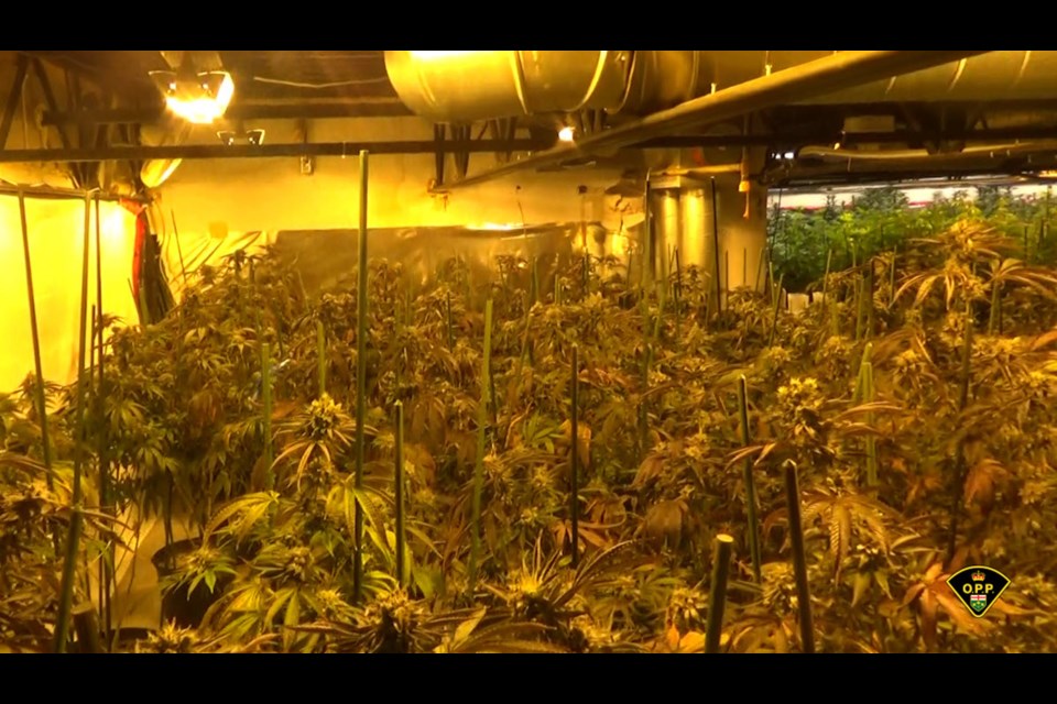 Search warrants across the GTA resulted in the seizure of $1.8 million in illegal cannabis as well as suspected cocaine, fentanyl, ketamine and psilocybin, as well as cash, vehicles and watches