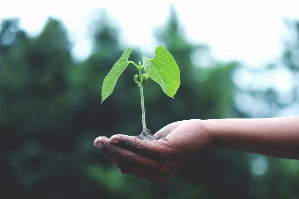 20240327-plant-pexels-akil-mazumder