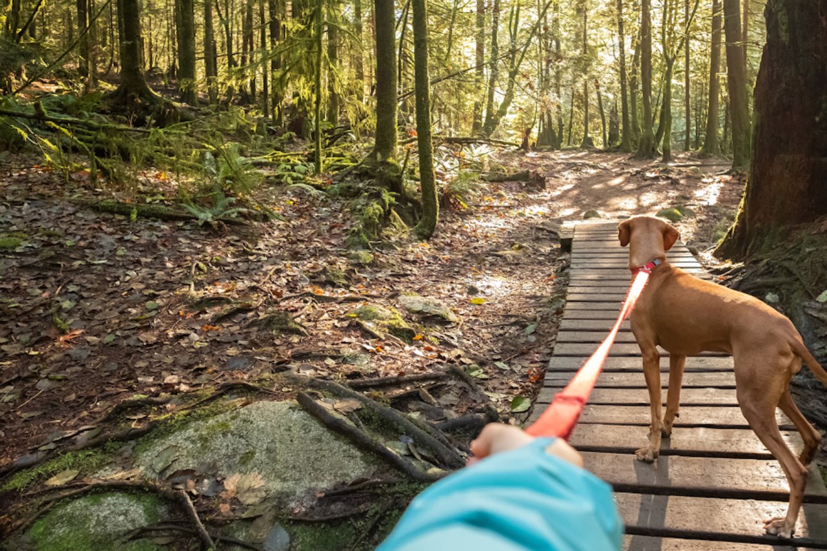 Aurora reminds pet owners to leash up and clean up