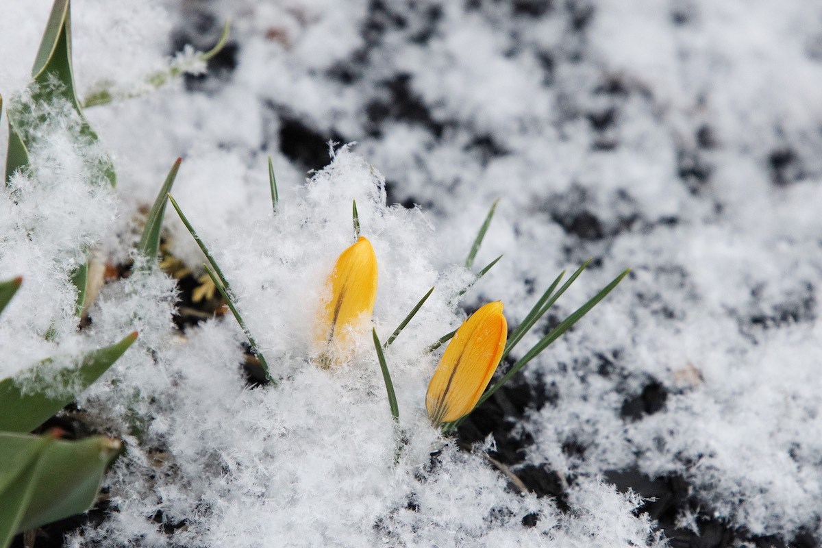 Qu’est-il arrivé au printemps ?  Avertissement de bourrasques de neige émis pour Newmarket