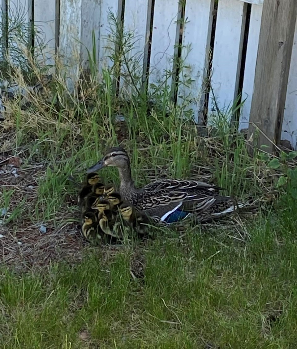 ducklings-rescued-in-new-west