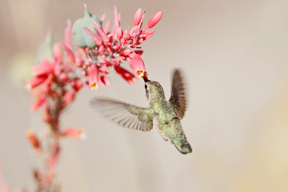 hummingbirdfraservalley