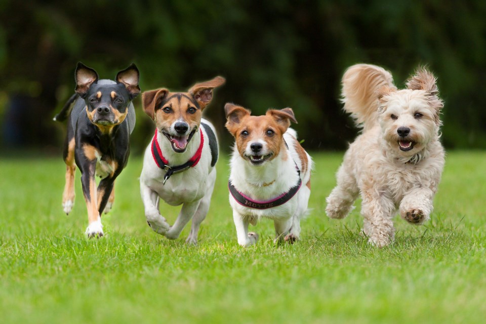 Author Becca Blue decided to write a children's book to expose kids to different dog breeds and show them how to care for dogs with disabilities.
