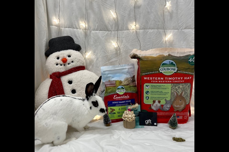 When you adopt a bunny from New Westminster Animal Shelter, you also get a free pet starter kit that includes hay, pellets, a toy and a gift card.