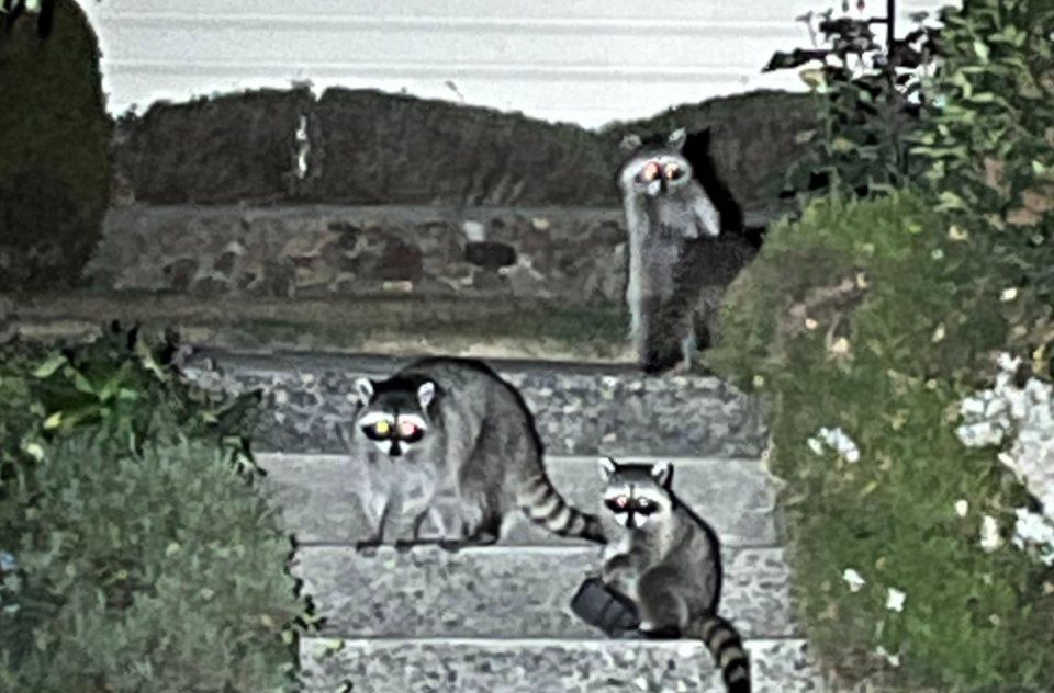 RaccoonBanditNewWestPolice