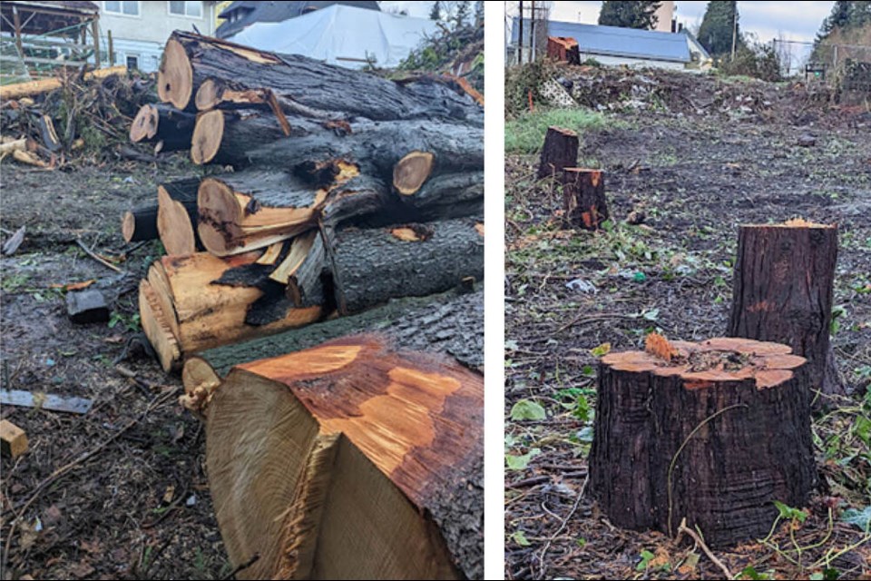 Construction of a new housing project has meant the loss of many mature trees in downtown New West, this writer says. Photo courtesy A. Taylor McBryde 