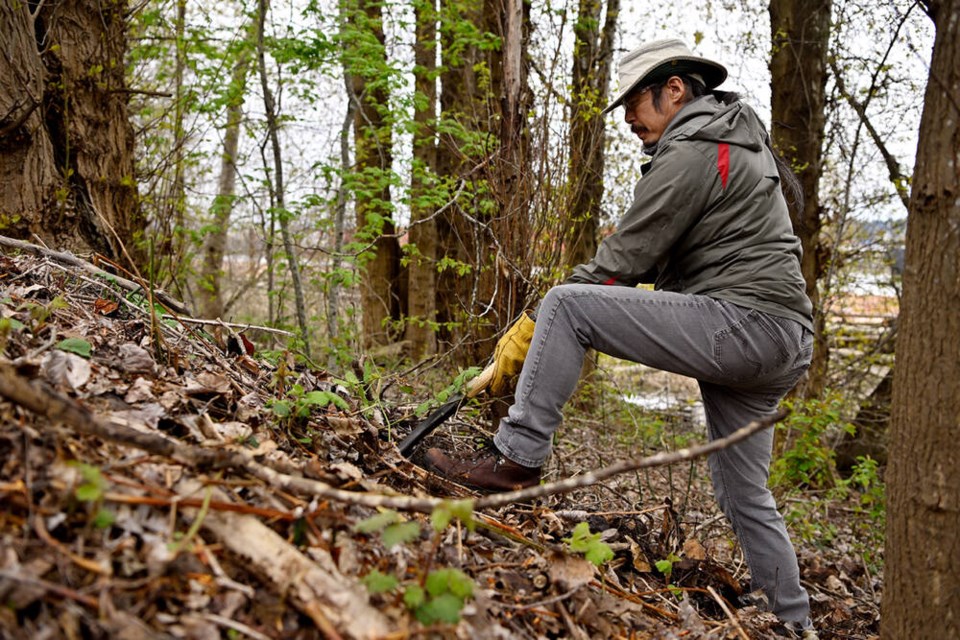 Going green: Steve Wong was one of the volunteers who turned out on Earth Day to help clear invasive blackberry from along the shoreline trail in Port Royal. Photo: Jennifer Gauthier/The Record 