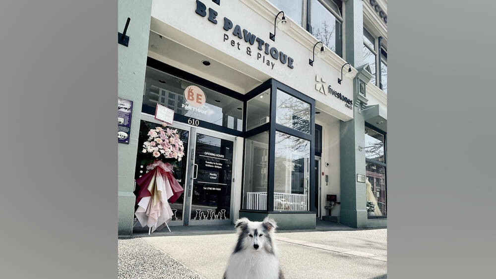 Boutique dog store deals near me