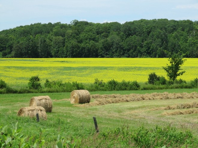 Algoma-Canola-862x647