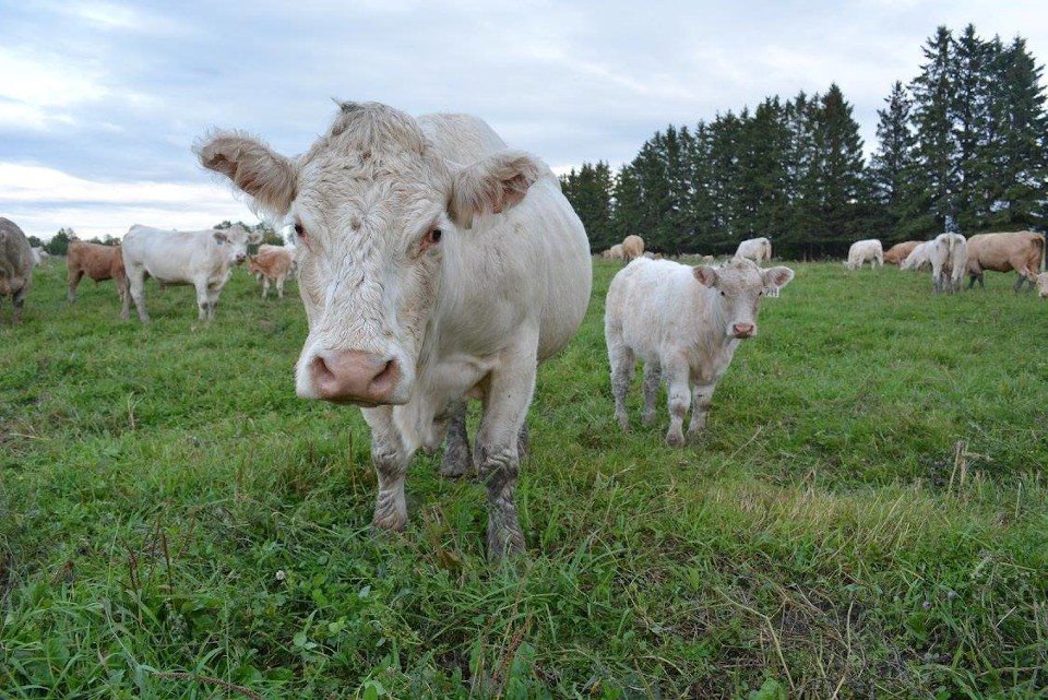 Beef Farmers of Ontario