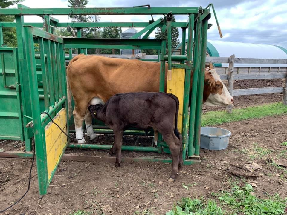 Beef Farmers of Thunder Bay photo