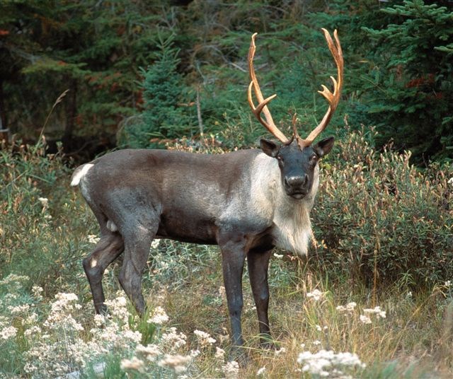 Caribou 2