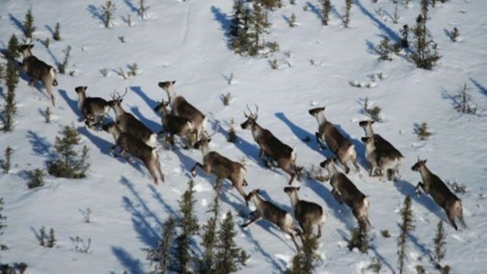 Caribou herd 2