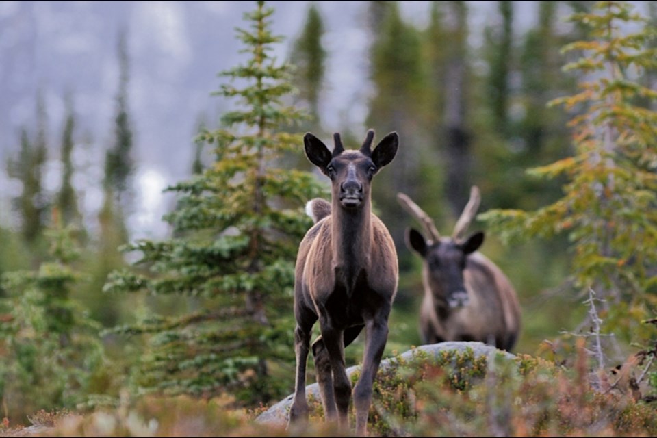 The province is under pressure from Ottawa to do more to protect the threatened boreal caribou. (Parks Canada)