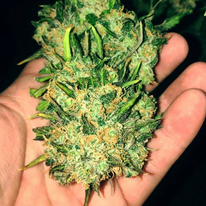 Colorado marijuana