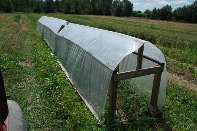 To help his pepper plants along, Gerard Leblanc build greenhouses out of recycled heavy plastic sheeting, pallet wood and PVC pipes. The cool and wet conditions this year has posed a challenge to the former Nova Steel Systems owner, but he's optimistic and next year is inviting people to rent parcels on his acreage on Cote Boulevard near Hanmer to try their hand at growing their own produce.