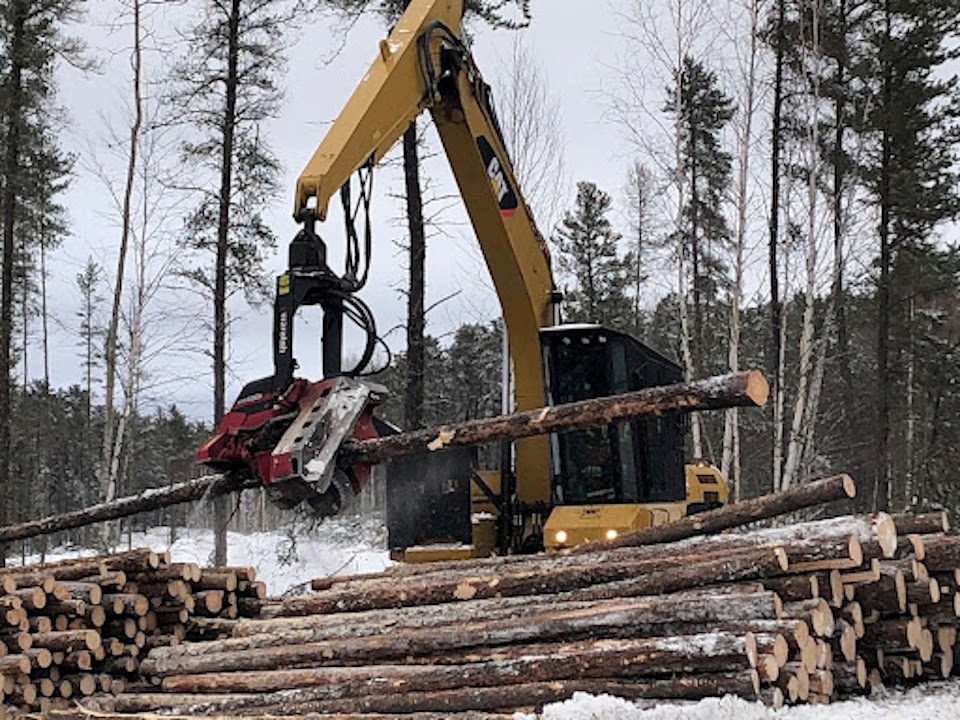 Kenogami Forest 2