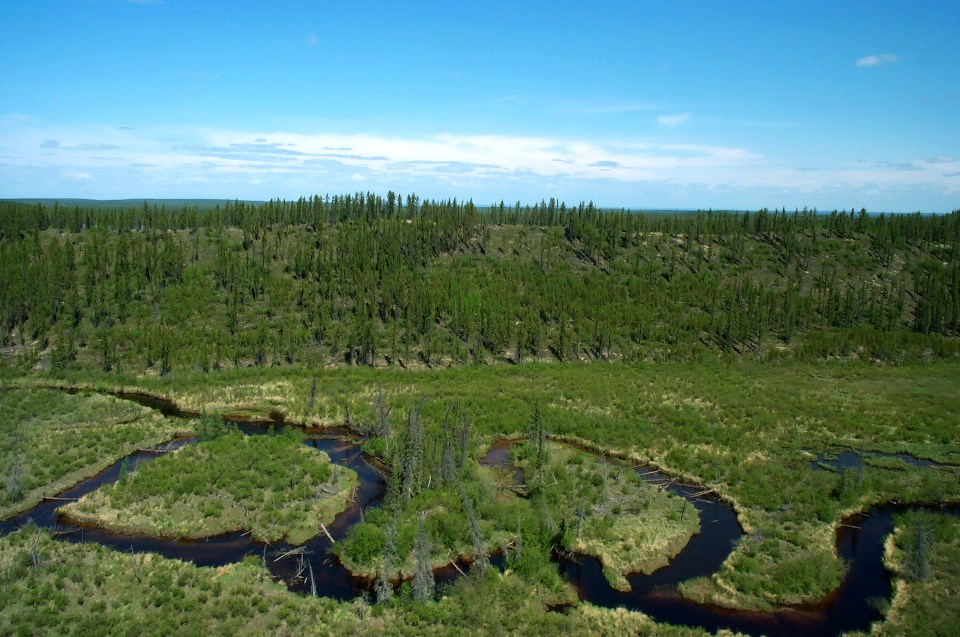 Muskeg