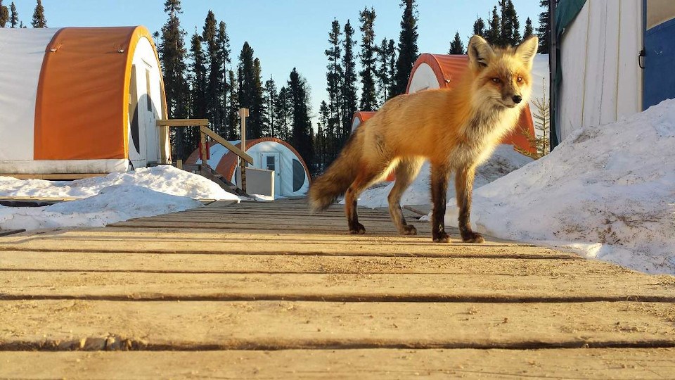 Noront Esker Camp fox (2017)