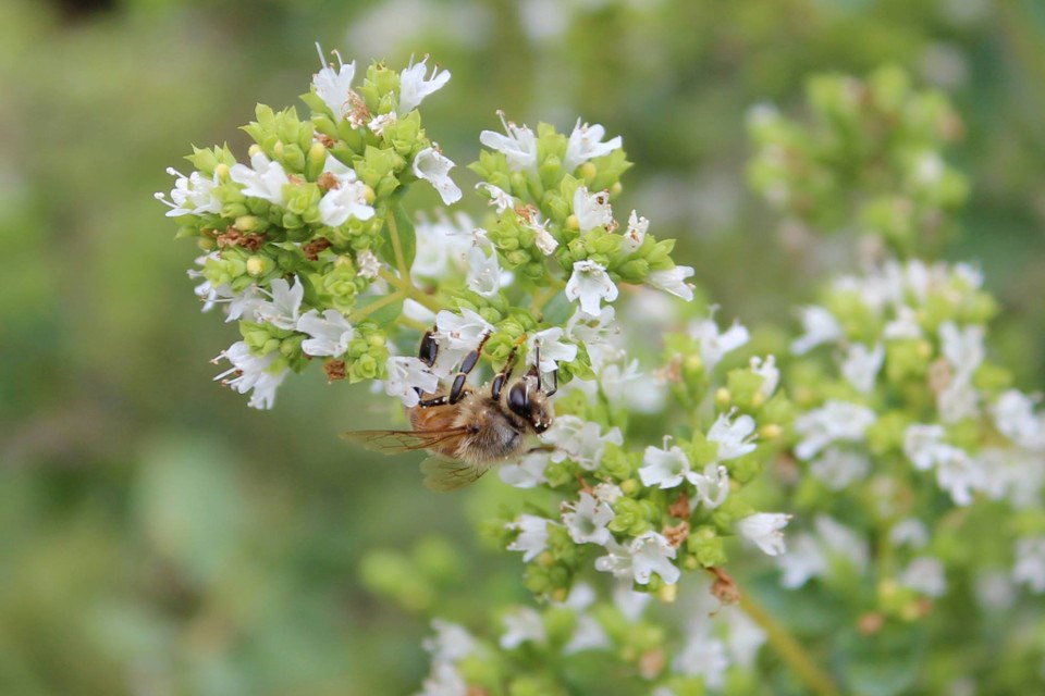 Fruit growers in the Niagara region and Canada's East Coast depend on honey bees to improve their crop yields. (Ontario Beekeepers Association Facebook photo)