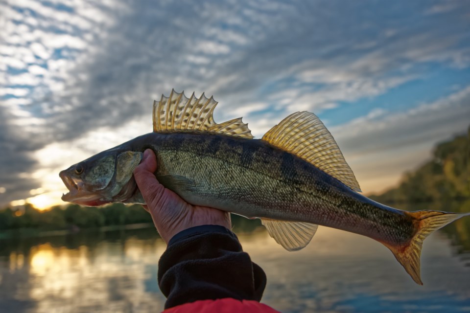 Free shop fishing ontario