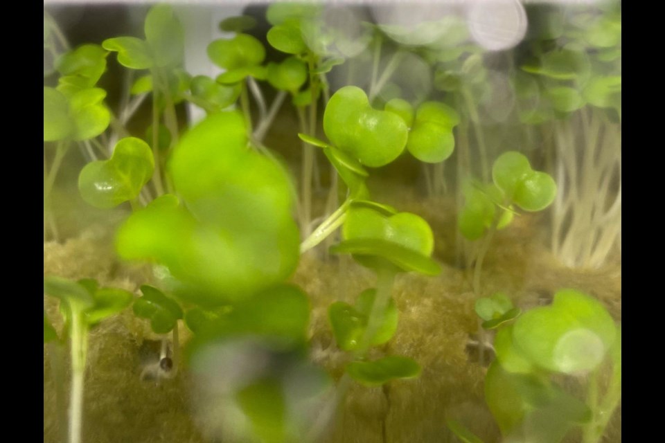 Crops being grown by Sheshegwaning First Nation in its new container farm include kale, lettuce, parsley, mint and basil. (Supplied photo)