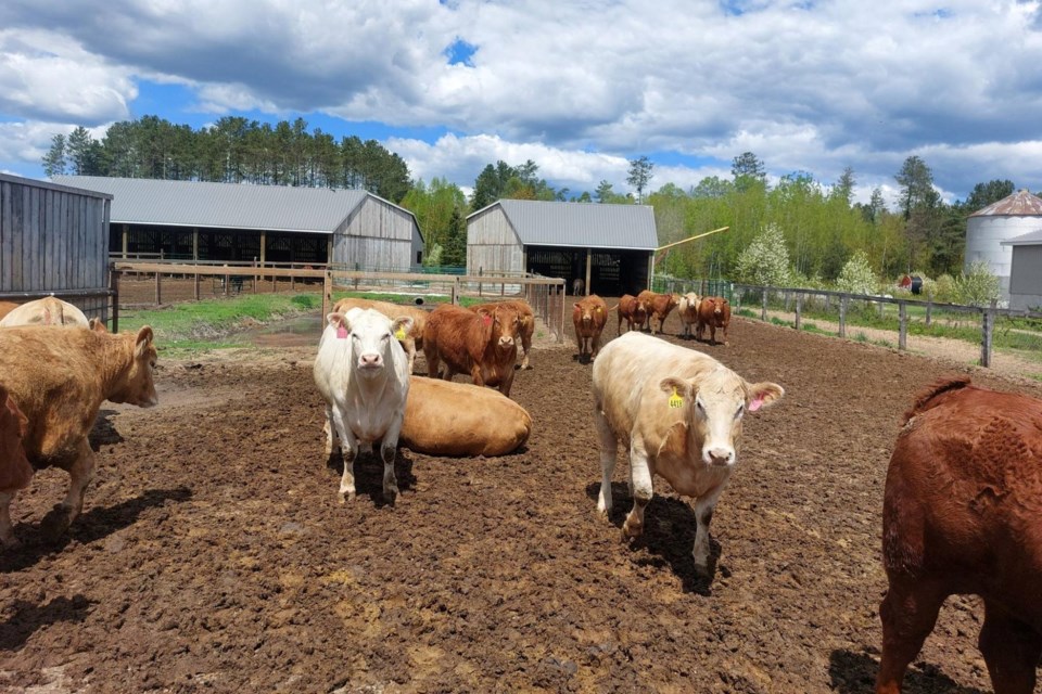 2025-06-20-penokean-hills-farms-feedlot-supplied