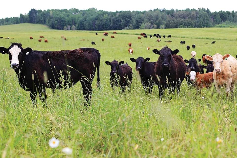 2025-06-27-beef-farmers-ontario-supplied