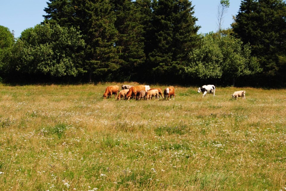 2025-07-25-nofia-cattle-supplied