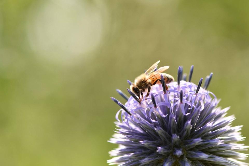 2025-08-01-ontario-beekeepers-association-supplied