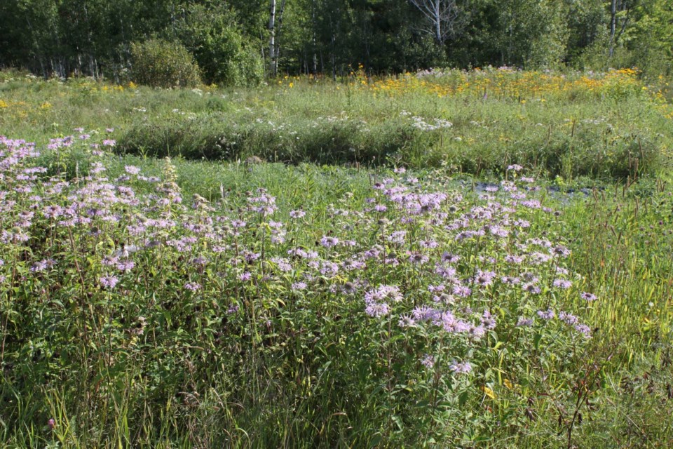 2025-08-18-northern-wildflowers10-lk