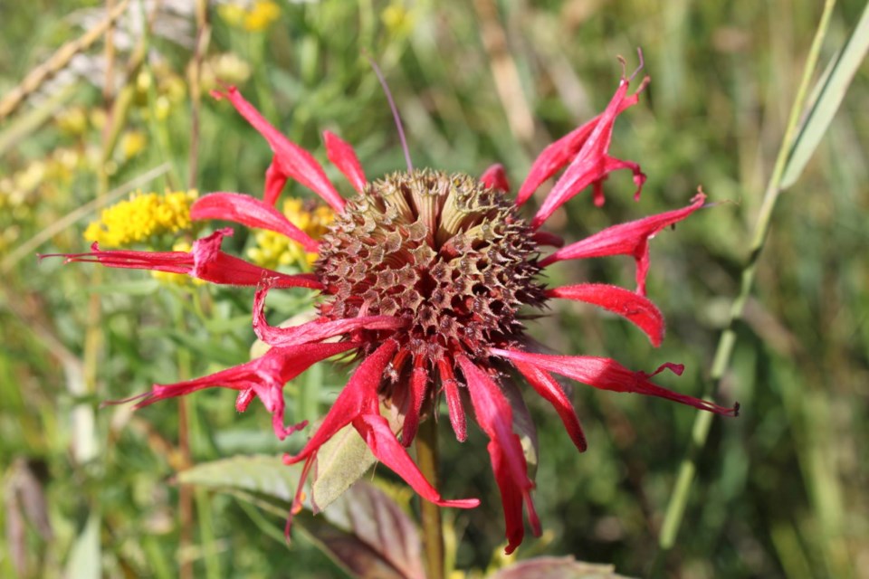 2025-08-18-northern-wildflowers4-lk