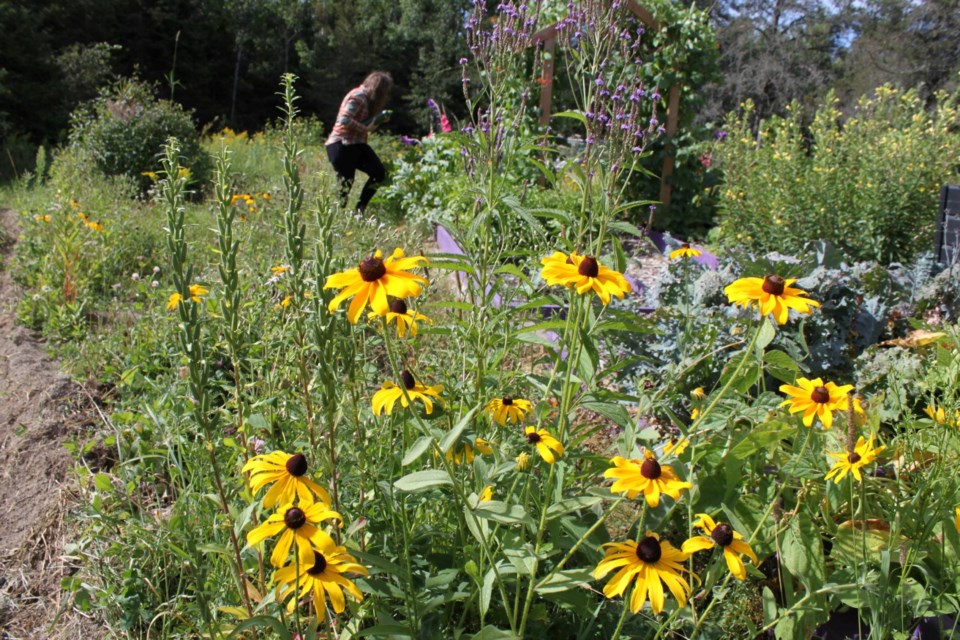 2025-08-18-northern-wildflowers6-lk