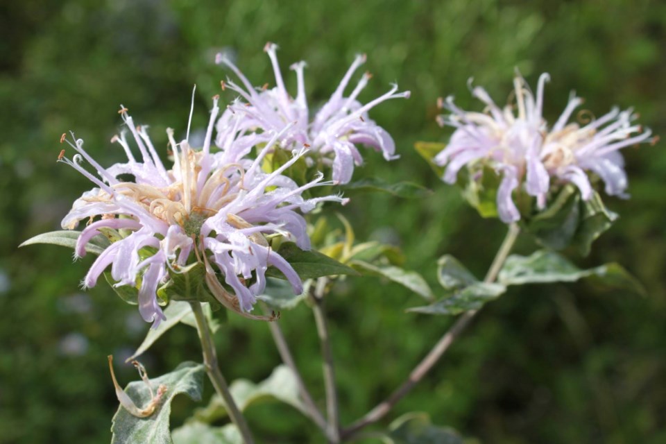 Wild bergamot blooms at the Northern Wildflowers farm in mid-August.