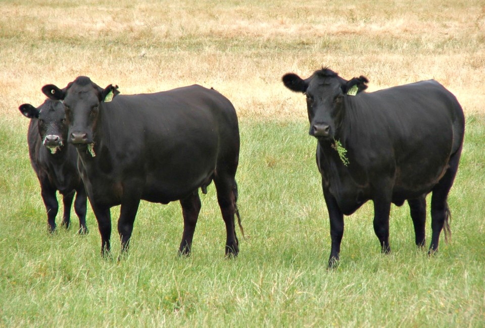 angus beef cattle