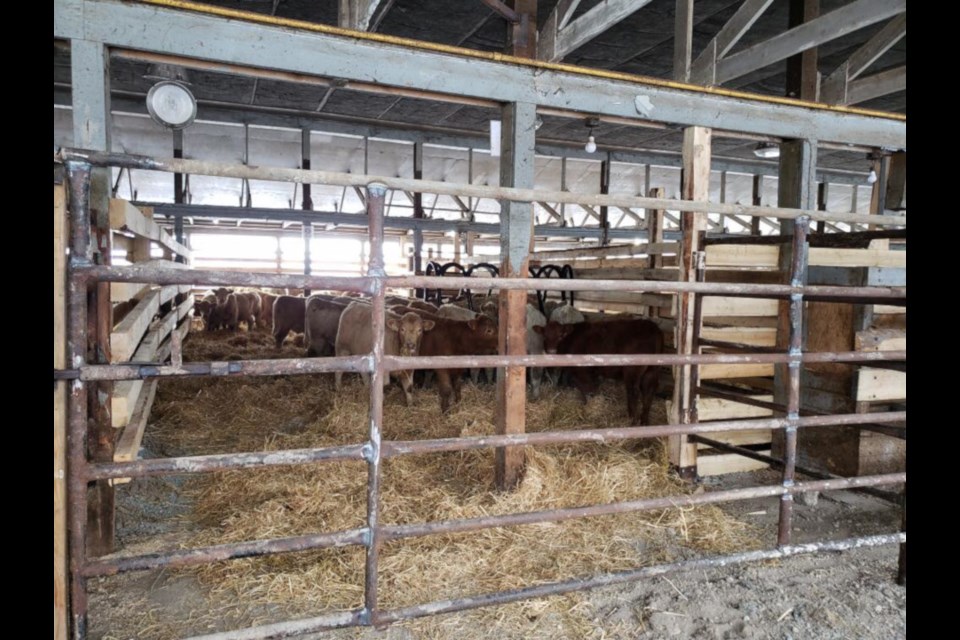 The Rogers family has created pens to shelter cows who need to rest, eat and drink during a long journey. (Supplied photo)