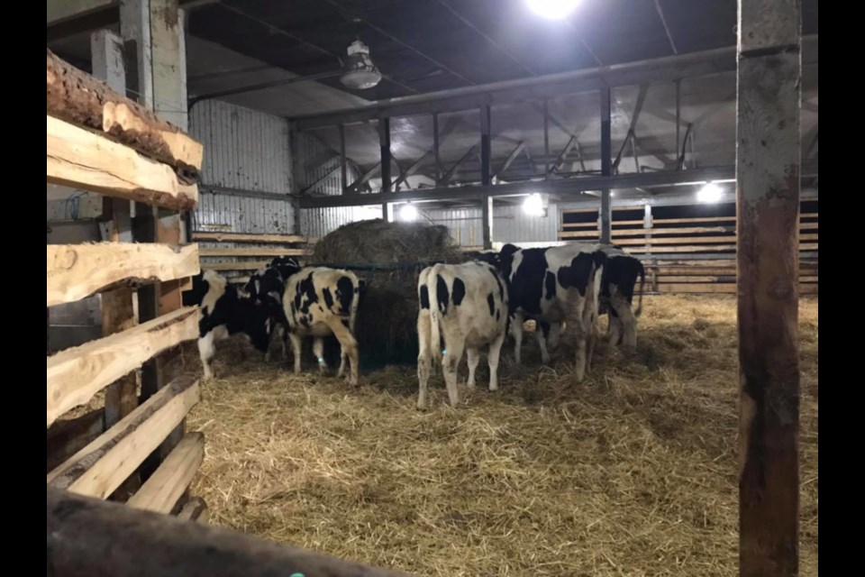New regulations under the Canadian Food Inspection Agency require truckers to stop at regular intervals to allow the cattle to eat, drink and rest. (Supplied photo)