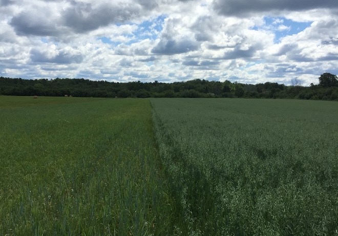 Crop trials of varieties of malting barley are currently underway at sites across Northern Ontario, at research stations in Emo, New Liskeard and Thunder Bay, and in Algoma by the Rural Agri-Innovation Network. (Supplied photo)