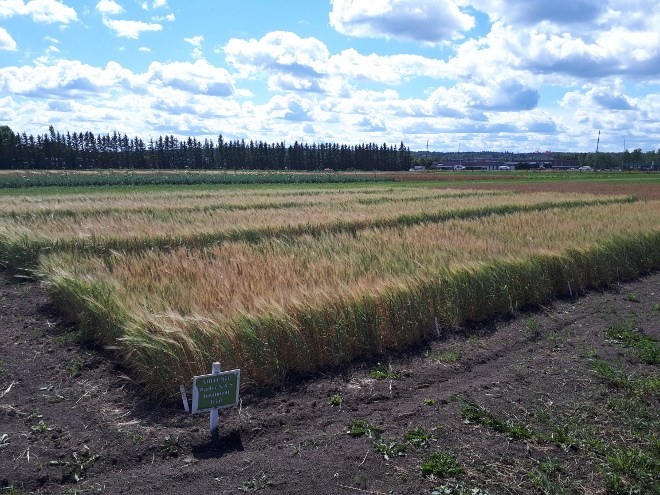 Crop trials of varieties of malting barley are currently underway at sites across Northern Ontario, at research stations in Emo, New Liskeard and Thunder Bay, and in Algoma by the Rural Agri-Innovation Network. (Supplied photo)