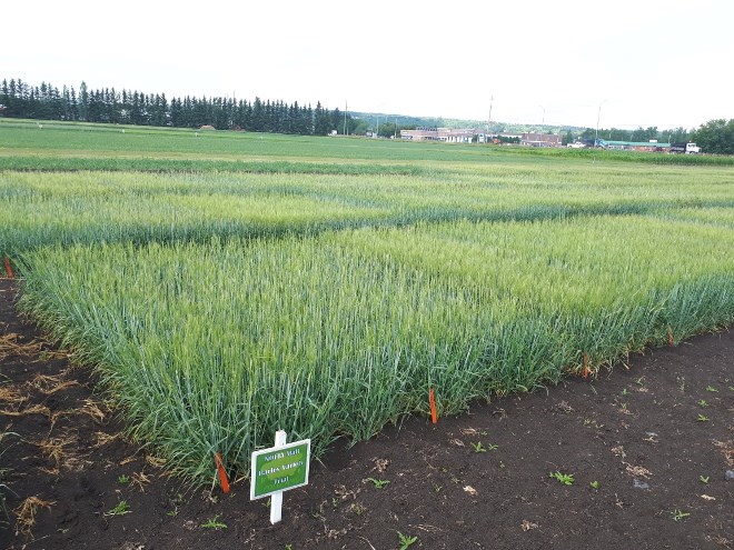 Crop trials of varieties of malting barley are currently underway at sites across Northern Ontario, at research stations in Emo, New Liskeard and Thunder Bay, and in Algoma by the Rural Agri-Innovation Network. (Supplied photo)