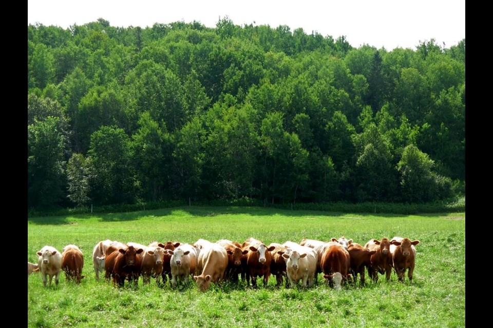 Pasture Hill Farm in New Liskeard raises grass-fed beef and pastured lamb. It's one of several producers featured on the new Farm to Table – Northern Ontario Facebook group promoting local food producers. (Facebook photo)