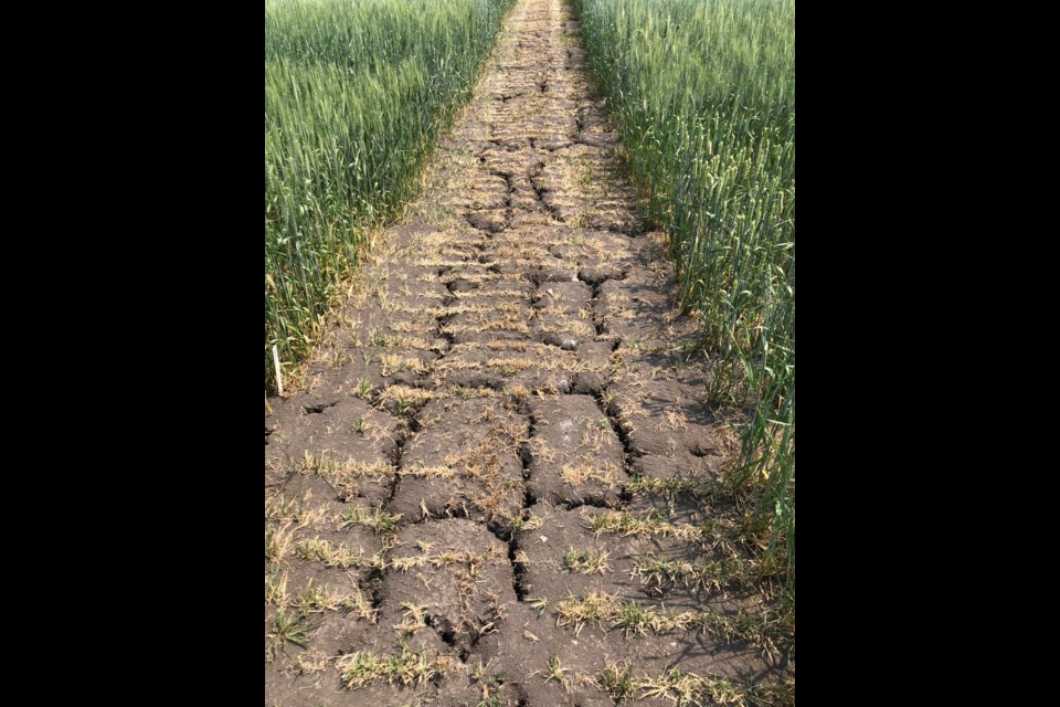 Ongoing drought in northwestern Ontario is wreaking havoc on crops, leaving cattle farmers with nothing to feed their animals.