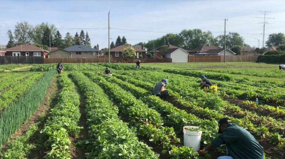 roots_to_harvest_TBay