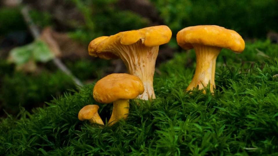 the_wild_basket_chanterelles