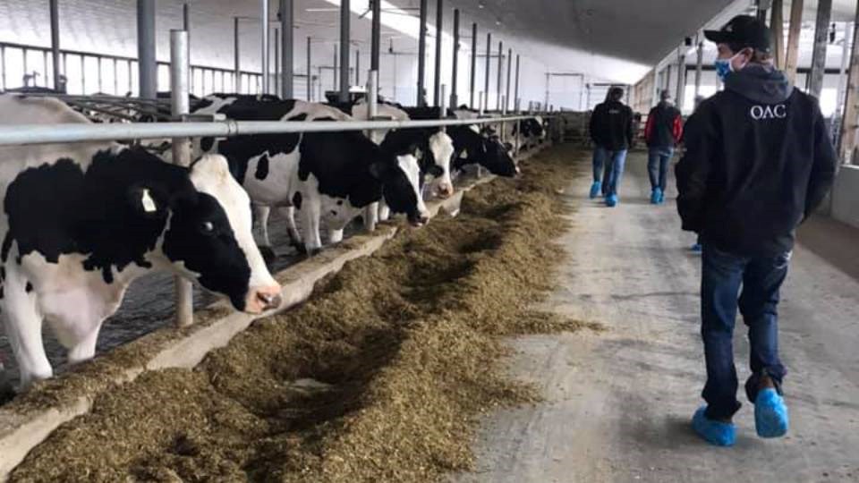 university_guelph_dairy_apprenticeship_program