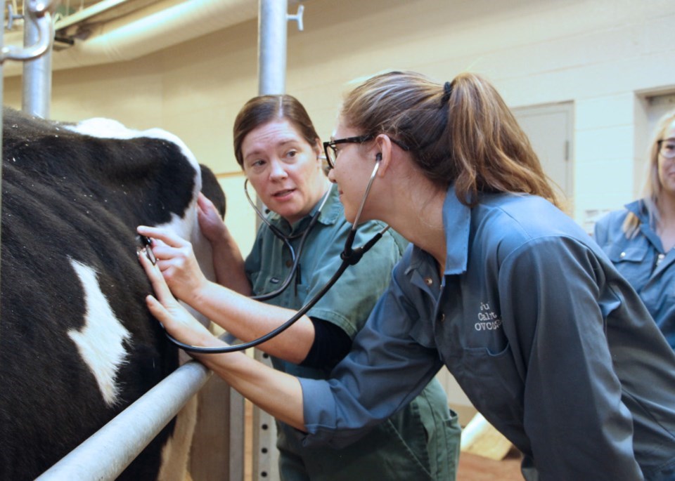 university_of_guelph_veterinarian