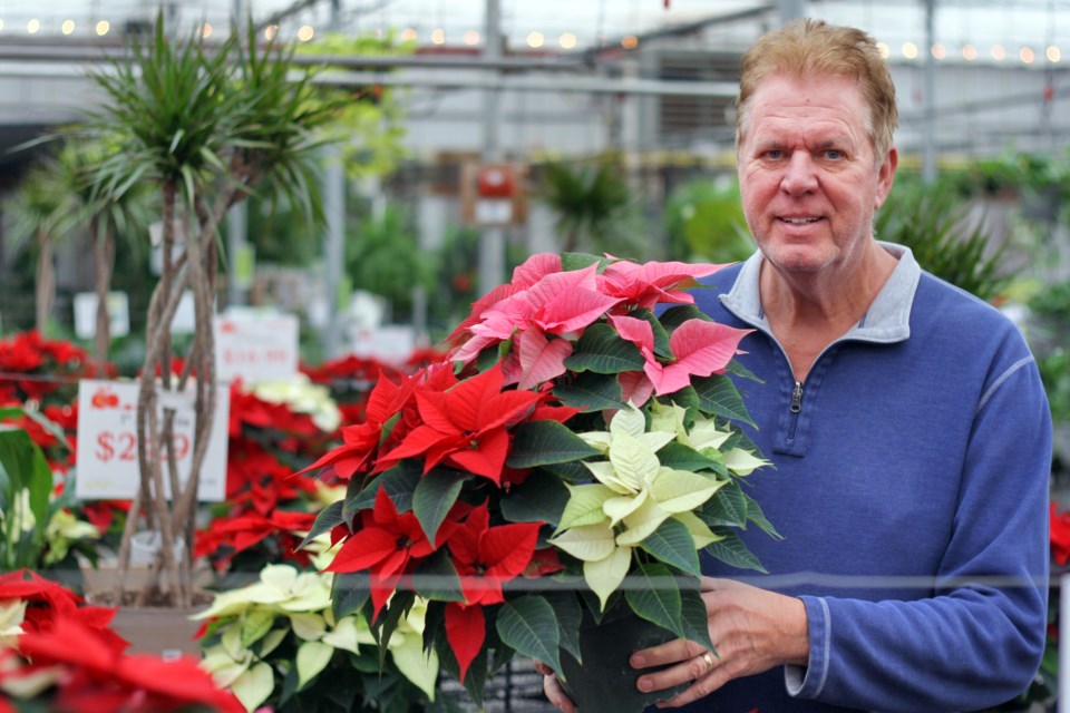 John Vanderwees with one of the many poinsettias Vanderwees Garden Gallery sells during the Christmas season.