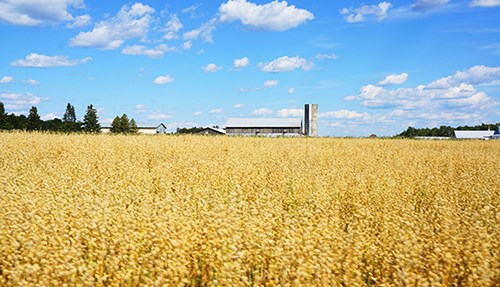 wheat_field