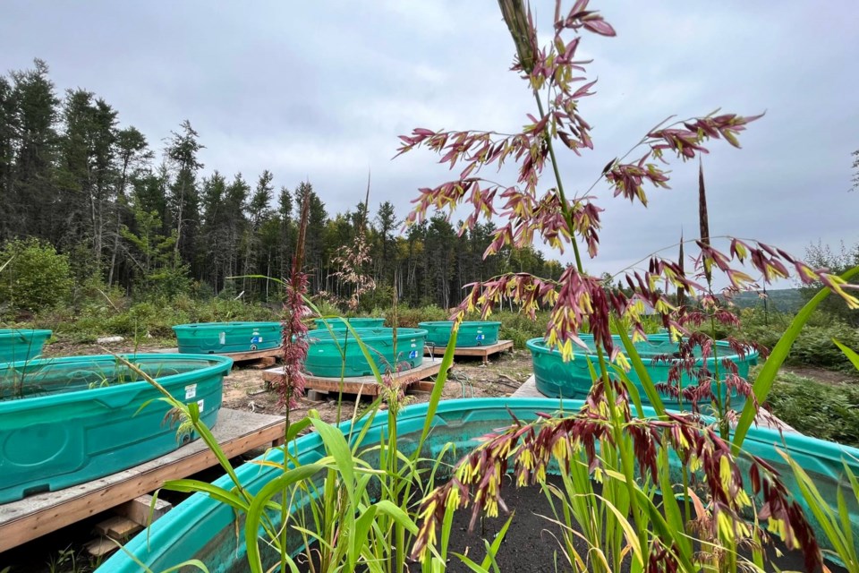 2025-07-28-ela-wild-rice-experiment1-supplied